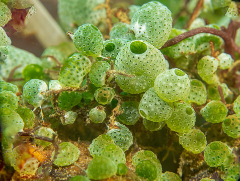 Green sea squirts ascidian at a tropical coral reef in Puerto Galera, the Philippines