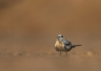 A juvenile Lesser Crested Tern with fish catch at Tubli bay, Bahrain