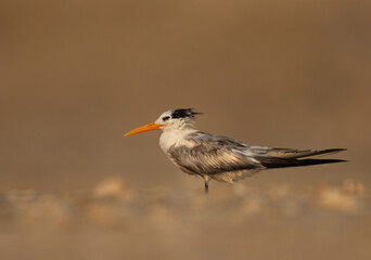 Lesser Crested Tern perched on ground at tubli, Bahrain