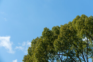 緑豊かな木と青空のコントラスト