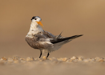Lesser Crested Tern preening at tubli of Bahrain