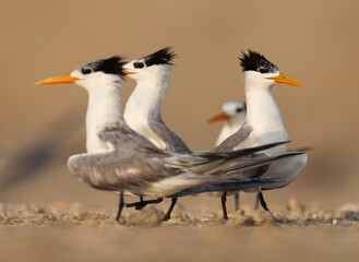 Lesser Crested Terns courtship dance at Tubli bay, Bahrain