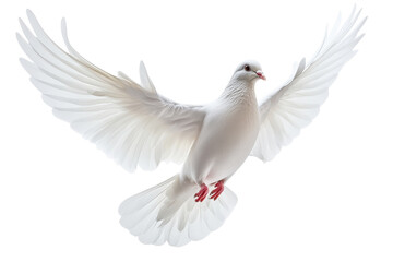 Majestic white dove soaring gracefully against a pure white backdrop, embodying freedom and peace isolated on transparent background
