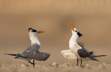 Fototapeta premium Lesser Crested Tern courtship dance, Bahrain