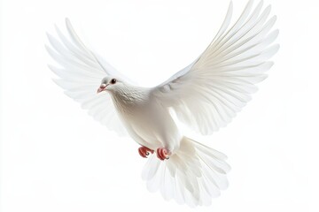 Obraz premium A graceful white dove soars through the air, symbolizing peace and freedom in a clear sky isolated on transparent background