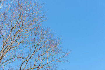冬の木の枝と澄んだ青空