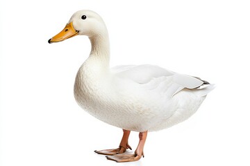 Obraz premium White domestic duck standing in profile isolated on Transparent Background