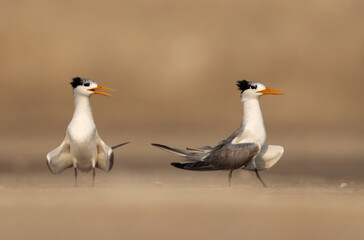 Lesser Crested Tern courtship dance at Tubli bay, Bahrain