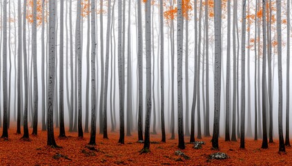Misty autumn forest with colorful foliage.