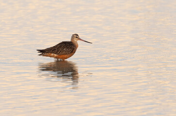 Bar-tailed Godwit in beeding plumage at mameer coast of Bahrain