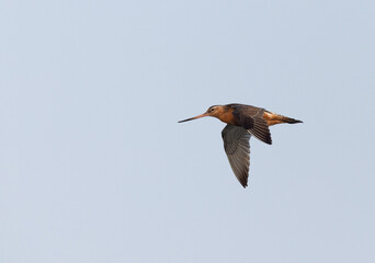 A Bar-tailed Godwit flying at mameer coast of Bahrain