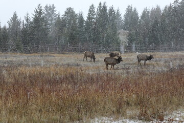 Jasper National Park