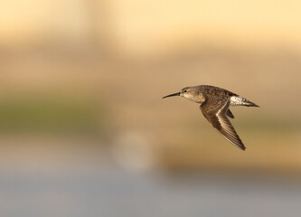 Little Stint flying at Mameer, Bahrain