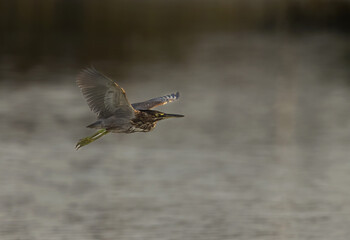Striated Heron flying at mameer creek of Bahrain