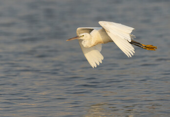 Western reef heron white morphed flying at mameer coast, Bahrain
