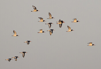 Oystercatchers flying at mameer creek