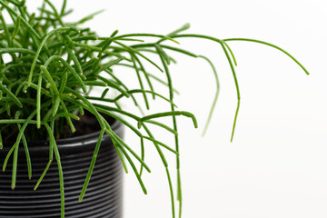 Rhipsalis houseplant. Mistletoe cactus (Rhipsalis baccifera) decorative plant in black ceramic pot...