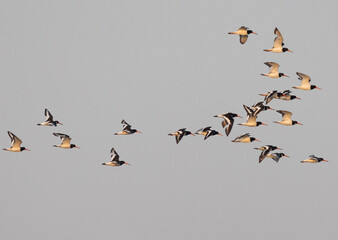 Oystercatchers flying at mameer creek
