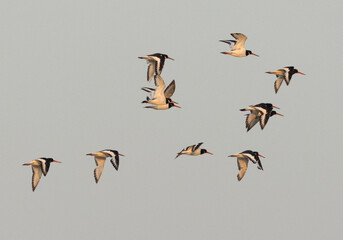 A flock of Oystercatchers flying at mameer, Bahrain
