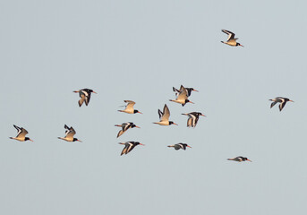 Oystercatchers flying at mameer, Bahrain