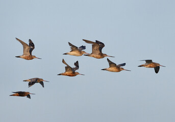 Closeup of Bar-tailed Godwits flying at mameer coast of Bahrain