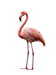  Portrait of a Pink Flamingo Standing Isolated on White Background &ndash; Elegant Bird Illustration

