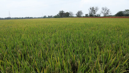 Golden paddy field swaying over sunset day time. Raw rice crop stalk with ears, organic agriculture concept.