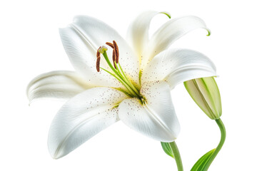 Elegant white lily blooms gracefully under soft natural light in a serene indoor setting isolated on transparent background