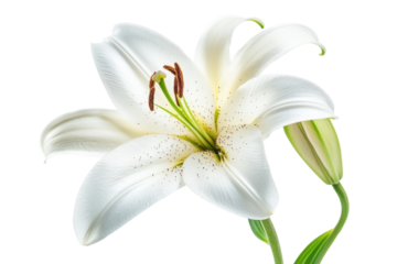 Elegant white lily blooms gracefully under soft natural light in a serene indoor setting isolated on transparent background