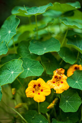 Delicate yellow blooms with red speckles flourish surrounded by rich green foliage in warm sunlight