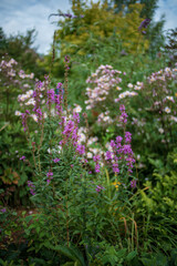Obraz premium Colorful wildflowers sway gently in the breeze, surrounded by lush greenery and blooming plants