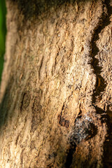 Closeup glowing bark surface on branch of 40 years mango tree with insect track directly exposed natural evening sunlight.