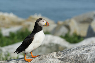 A lively Atlantic puffin perched on rugged rocks, with the ocean stretching beyond.