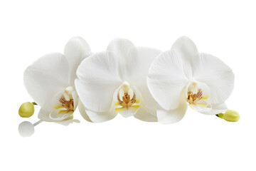 Obraz premium Elegant white orchids showcased on a soft background, highlighting nature's beauty isolated on transparent background