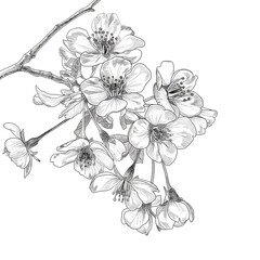 Fototapeta premium Cherry blossoms 