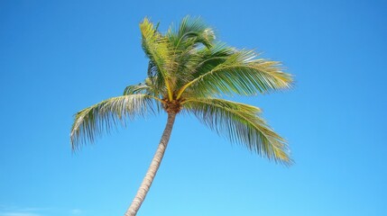 Single palm tree against a vibrant blue sky.
