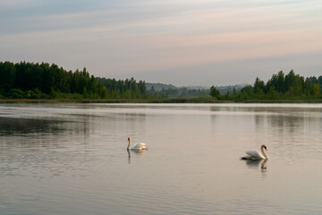 View of Gorodishchenskoe Lake with waterfowl in the Izborsko-Malskaya Valley on a sunny summer morning, Izborsk, Pechersk district, Pskov region, Russia