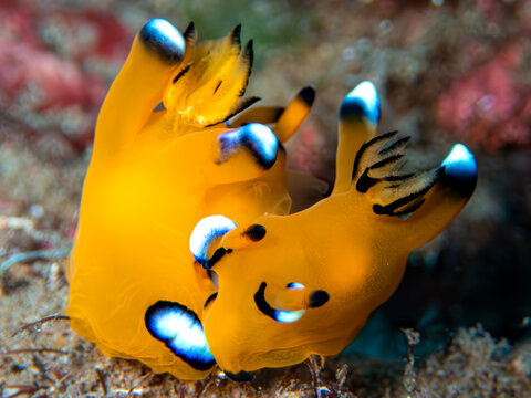 Thecacera pacifica (Pikachu nudibranch)
