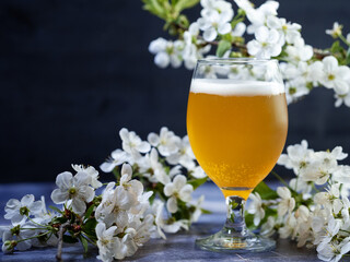 Craft beer on a table in the branches of blossoming white cherry