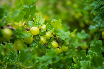 Gooseberries glisten on a vibrant green bush, thriving in the warm sunlight of summer