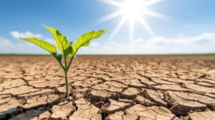 Heat Wave Danger Earth Concept, Dry and Cracked Agricultural Land with Isolated Green Plant Struggling for Water Under Bright Sunlight