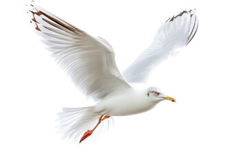 Obraz premium Graceful seagull glides gracefully against a white backdrop, showcasing its wings in flight isolated on transparent background