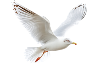 Graceful seagull glides gracefully against a white backdrop, showcasing its wings in flight isolated on transparent background