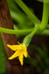 A bright yellow zucchini flower blooms from a green vine, showcasing spring's gardening beauty