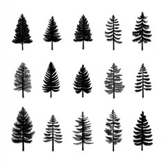 Obraz premium Evergreen Silhouettes