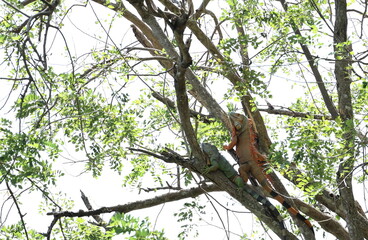 Orange male Iguana is perched on branch above, raising his wattles to make it look bigger than it actually is, impress female green iguana perched on branch below. Iguana iguana to courting each other