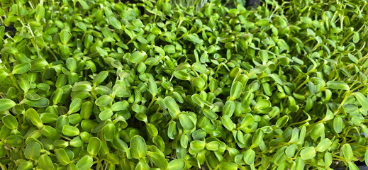 Organic Sunflower Sprouts (Helianthus annuus) Sunflower sprouts that have just sprouted from sunflower seeds for only 1 week. Sunflower microgreen sprouts are rich in nutrients. Vegan and healthy 
