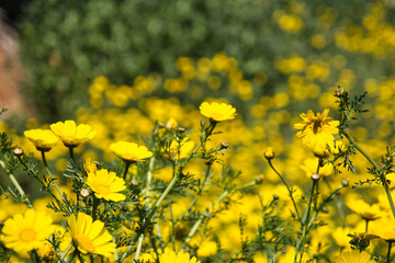 Field of spring yellow flowers, bokeh, copy space.