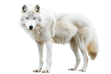 Obraz premium Majestic Arctic wolf stands proudly against a bright background in a captivating pose isolated on transparent background