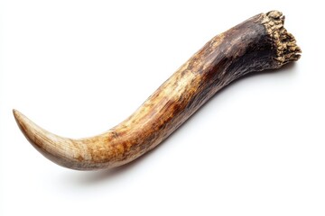 Curved animal horn isolated on Transparent Background